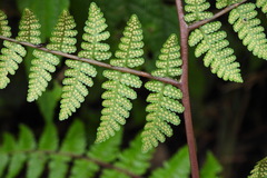 Cornopteris banajaoensis
