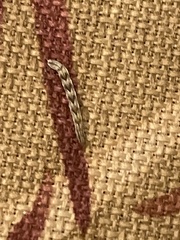 Eupithecia absinthiata