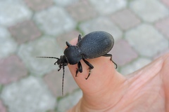 Carabus coriaceus