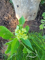 Verbesina occidentalis