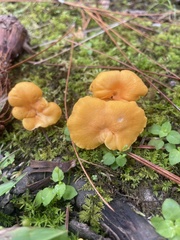 Cantharellus lateritius