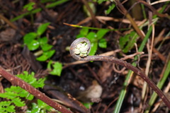 Cornopteris banajaoensis