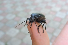 Carabus coriaceus