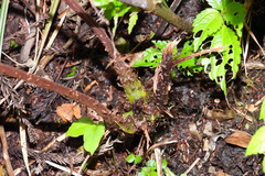 Cornopteris banajaoensis