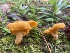 Cantharellus lateritius