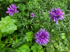 Chrysanthemum morifolium