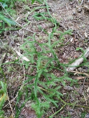 Lycopodium