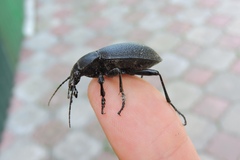 Carabus coriaceus