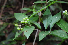 Callicarpa randaiensis