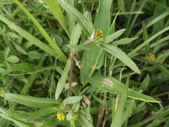 Melampodium sericeum