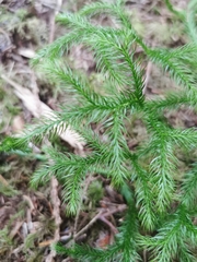 Lycopodium