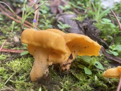Cantharellus lateritius