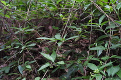 Callicarpa randaiensis