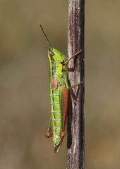 Euthystira brachyptera