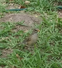 Turdus rufopalliatus