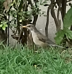 Turdus rufopalliatus
