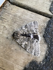 Catocala relicta