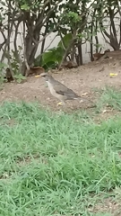 Turdus rufopalliatus