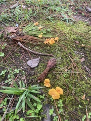 Cantharellus lateritius