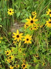Rudbeckia triloba
