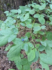Vaccinium ovalifolium