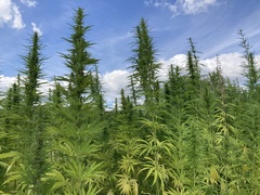 Cannabis sativa
