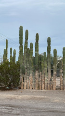 Pachycereus pringlei