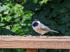 Poecile carolinensis