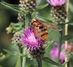 Volucella zonaria