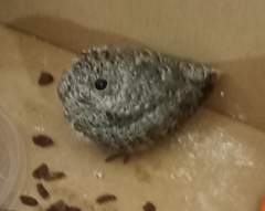 Caprimulgidae