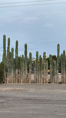 Pachycereus pringlei