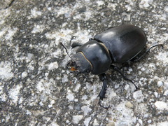 Lucanus cervus