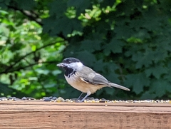Poecile carolinensis