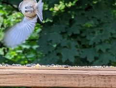 Poecile carolinensis