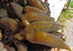 Limacus
