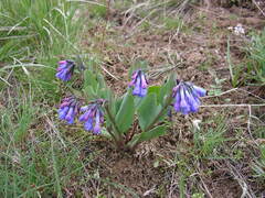 Mertensia longiflora