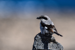 Lanius excubitor