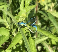 Coenagrion pulchellum