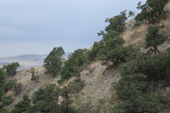 Juniperus polycarpos