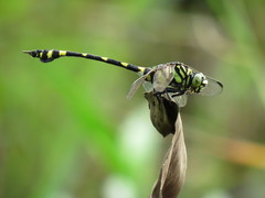 Ictinogomphus pertinax
