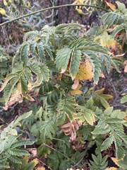 Melianthus comosus