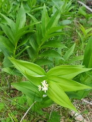 Maianthemum stellatum