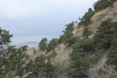 Juniperus polycarpos