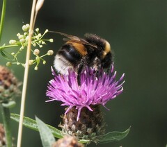 Bombus lucorum