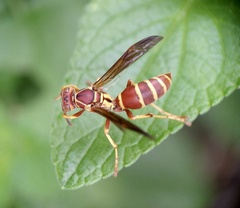 Polistes bellicosus