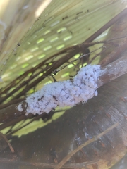 Prociphilus tessellatus