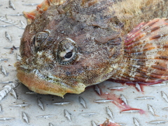 Hemilepidotus hemilepidotus