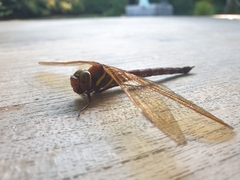 Aeshna grandis