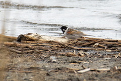 Emberiza schoeniclus