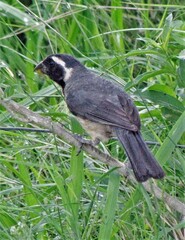 Saltator aurantiirostris